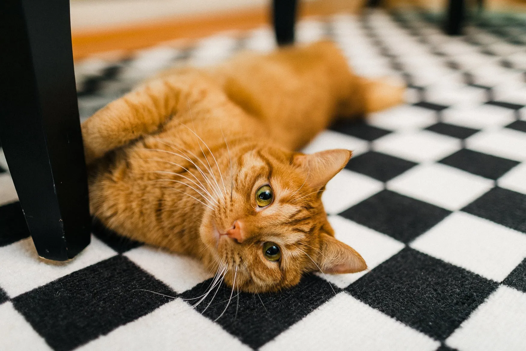 Black and White Checkerboard Area Rug | Home Decor | Style House Design Studio