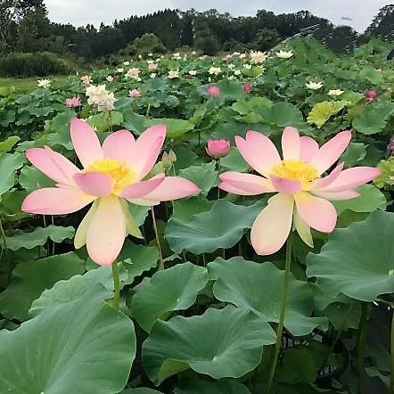 Carolina Queen Lotus (Bare Root)