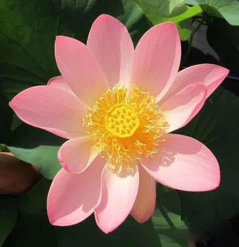 Carolina Queen Lotus (Bare Root)