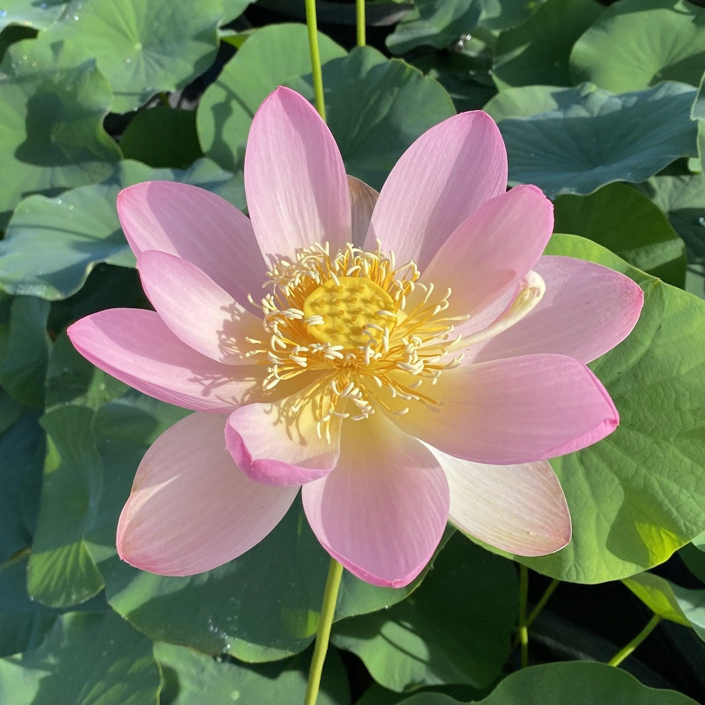 Carolina Queen Lotus (Bare Root)