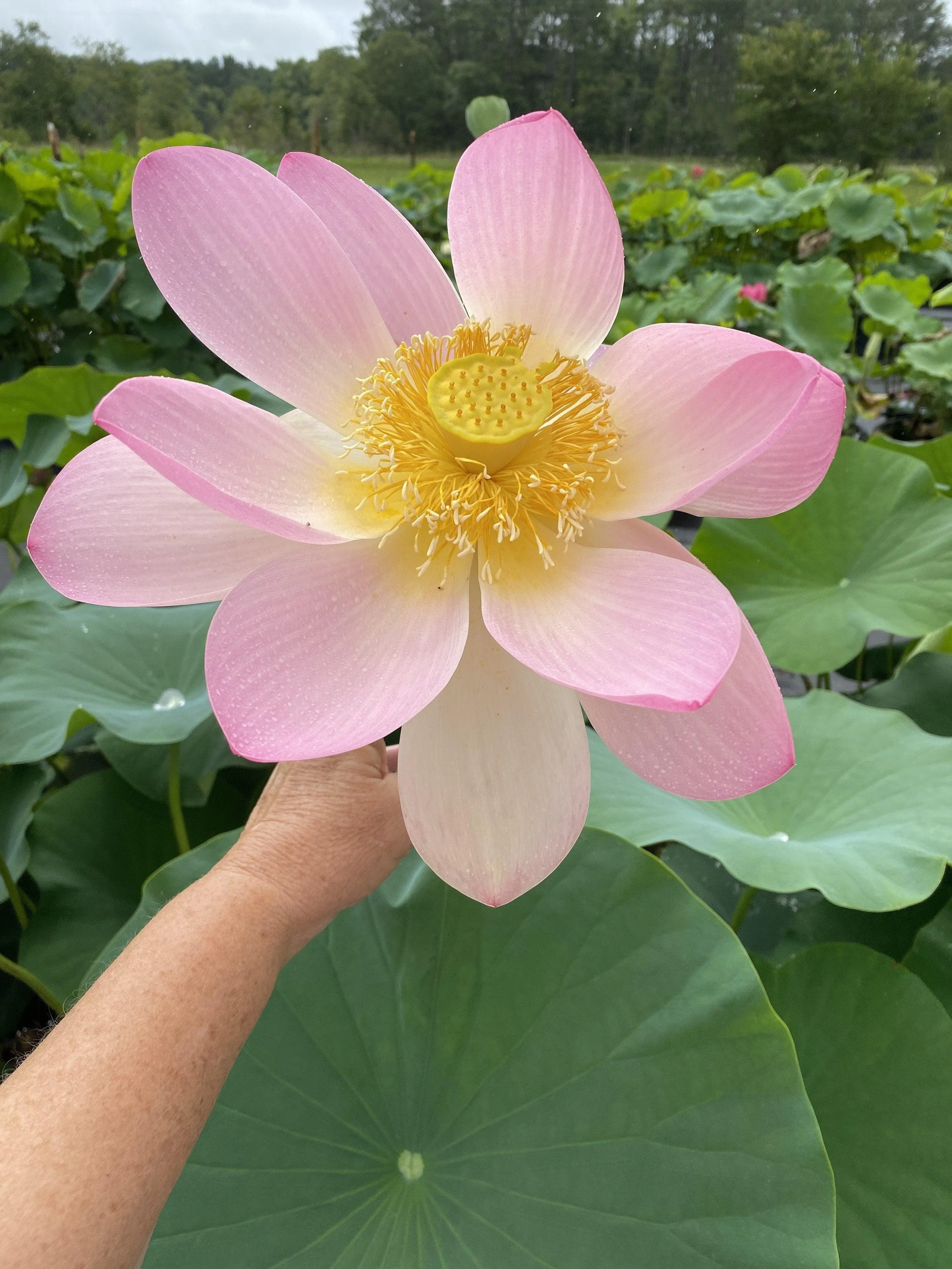 Carolina Queen Lotus (Bare Root)